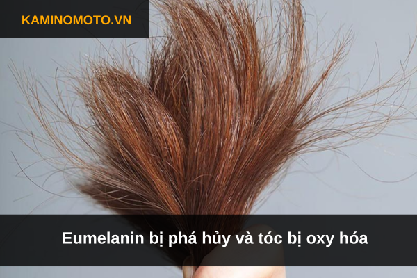 Eumelanin bị phá hủy và tóc bị oxy hóa