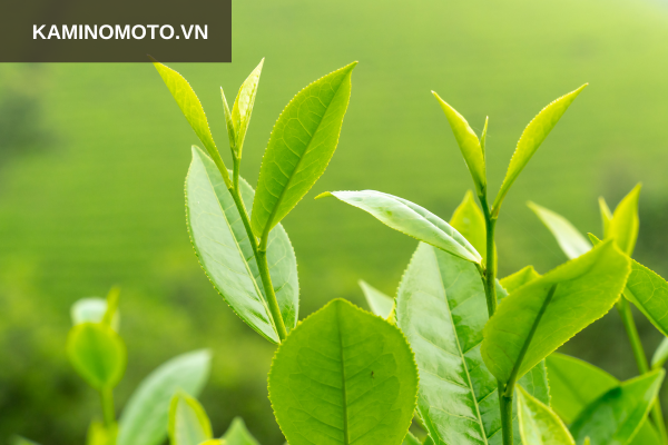 Một vài lưu ý khi sử dụng trà xanh chăm sóc tóc